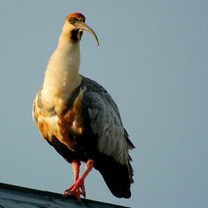 Ibis on the roof