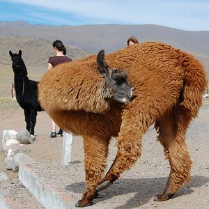 Ich glaub, mich beißt ein Floh