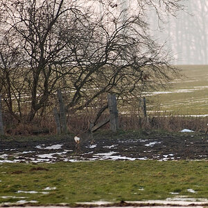 Rehe 1000