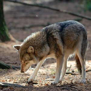 Wildpark Poing