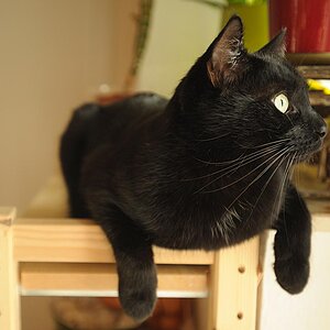 2010 01 22 Sandra Hannes bochum Katzen D7C 4438