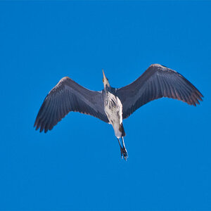 airone