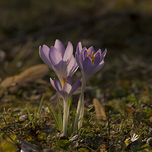 krokus 3