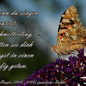 schmetterling postkarte
