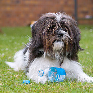SDIM0454 Buddy