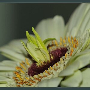 flowerDSC 8263a