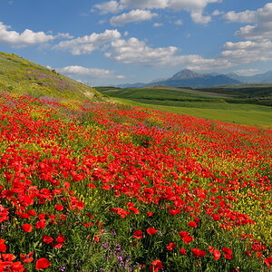 Andalusien Mohn