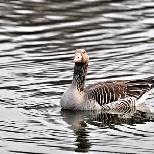 Ente HDR