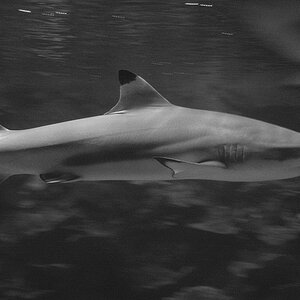 2006.08.23   Aquarium Berlin 113