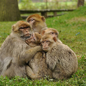 zoo Rheine