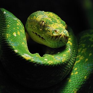 grüne Baumpython

Zoo Wuppertal