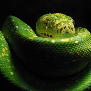 grüne Baumpython

Zoo Wuppertal