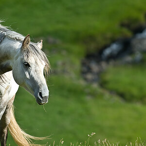 NFF Pferd 01