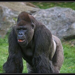 Gorilla