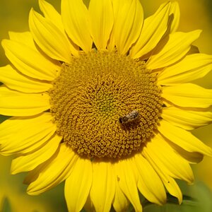 Sonnenblume