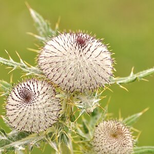 Distel ohneBlüte