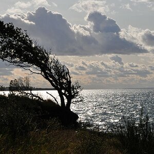 comp DSC 0218A

Windflüchter, weniger als 50% seines Wurzelwerkes haben ihn jahrelang gehalten an der Steilküste Meschendorfs, diesen Winter hat er ni