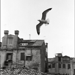 Venedig 63 klein