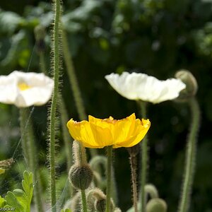 MOHN 250509  26