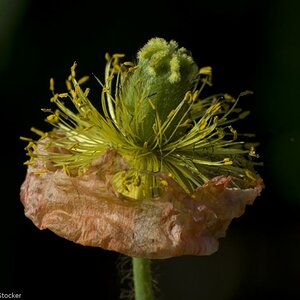 MOHN 250509  69