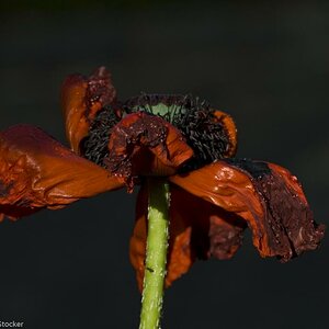 MOHN 250509  88