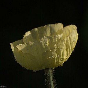 MOHN 250509  97