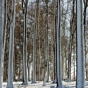 Bäume im Schnee