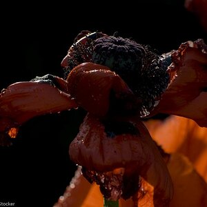 MOHN 250509  90