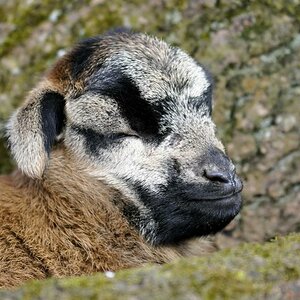 Tiere1