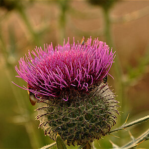 Natur 2009