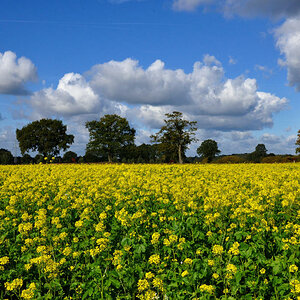 Landschaft