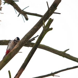 web Wildpark Hoellohe 0616