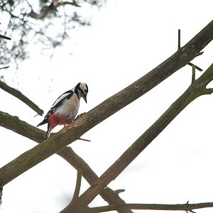 web Wildpark Hoellohe 0618