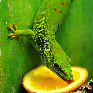 gecko