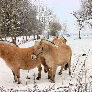 Winter004