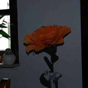 DSC 0449n