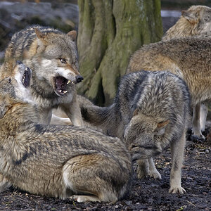 Wolfskreisel

Tierpark Sababurg

D90 - 4/300mm - f4,5 - 1/400s - Stativ