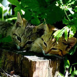 tiere 18.6 1059