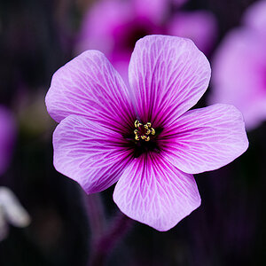 Flower new exp web