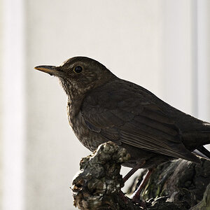 amsel2