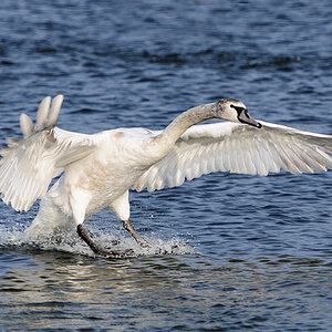 Landender Schwan
