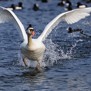 Startender Schwan