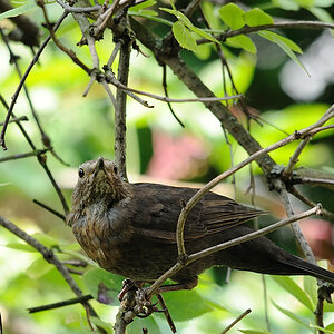 Amsel beobachtend