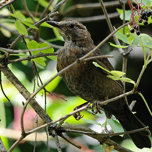 Amsel beobachtend2