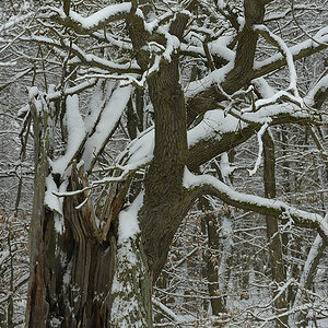 DSC3255 NF F