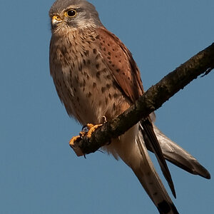 Turmfalke