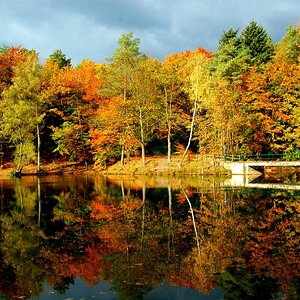 Herbstwald
