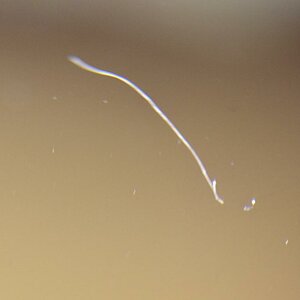 fadeninderlinse2