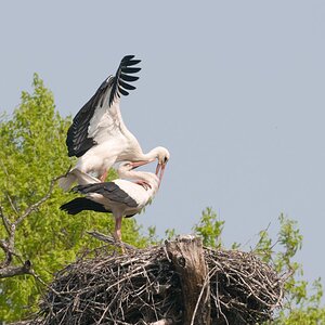Marchegg130407 04
