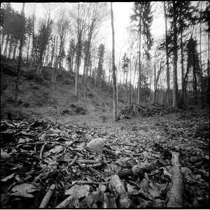 Waldlichtung3.tif.